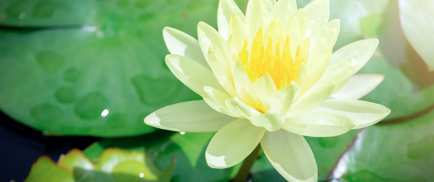 fleur de lotus blanche avec un flair de lumière