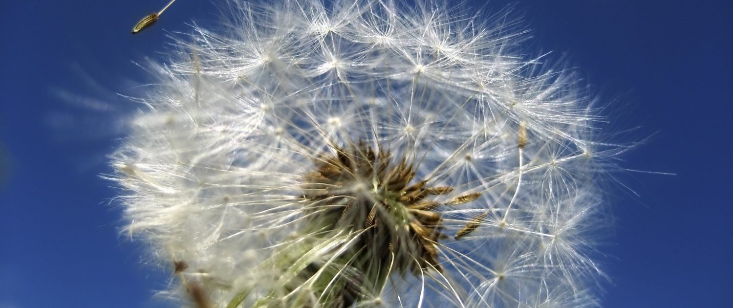 pissenlit sur fond de ciel bleu